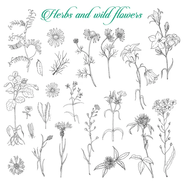 Reihe von isolierten Kräutern und Wildblumen — Stockvektor