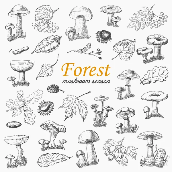 Conjunto de plantas forestales aisladas y setas en estilo sketch — Vector de stock