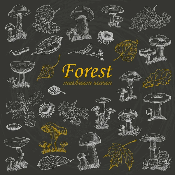 Set of isolated forest plants and mushrooms on black background — Stock Vector