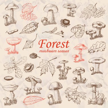 Yalıtılmış ormandaki bitkiler ve mantar kroki tarzı