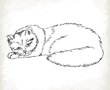 beyaz zemin üzerine eskiz tarzı pofuduk kedi. vektör çizimler