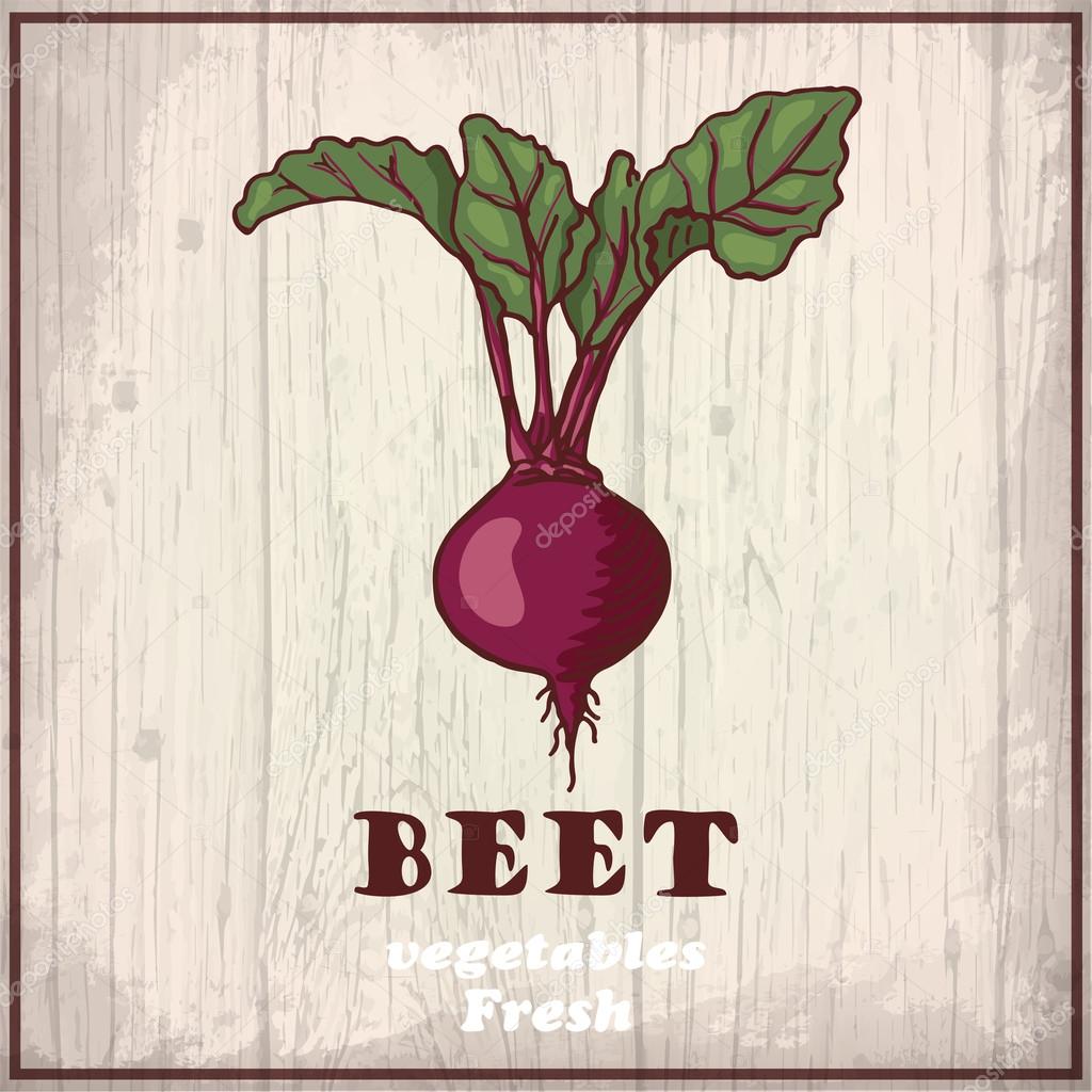 Vintage beet drawing Fresh vegetables sketch background. Vintage hand