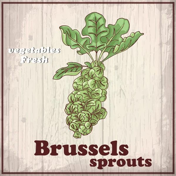 Fondo de boceto de verduras frescas. Dibujo a mano vintage ilustración de un retoño de Bruselas — Vector de stock