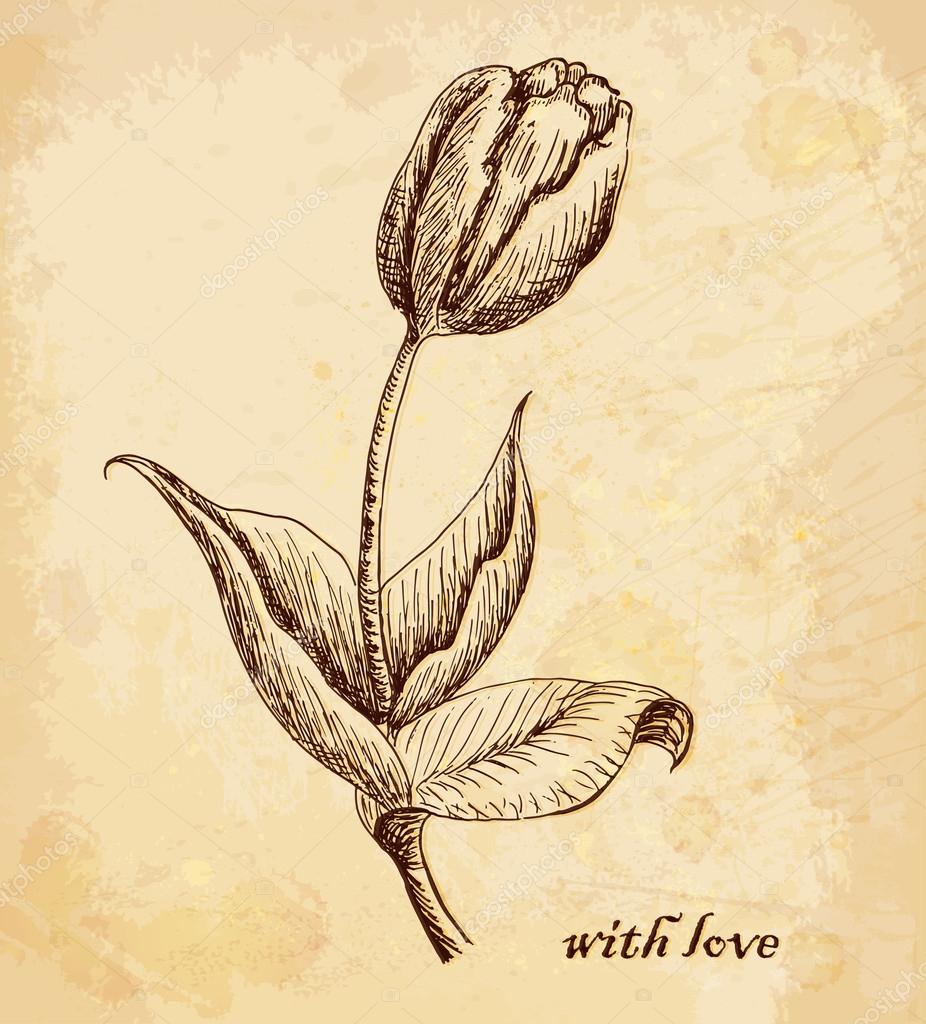 Vecchio sfondo vintage con tulipano con amore Disegno a mano Immagini vettoriali — Vettoriale