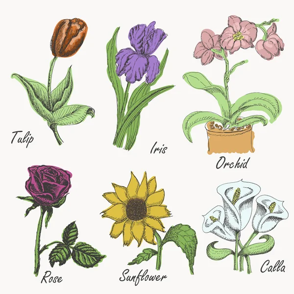 Conjunto de flores de colores tulipán, iris, orquídea, rosa, girasol y calla. Dibujo manual. ilustraciones vectoriales — Archivo Imágenes Vectoriales
