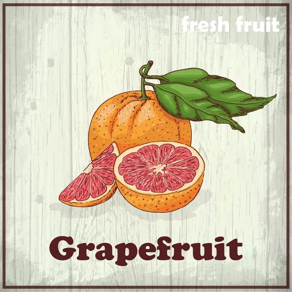 Fresh fruit sketch background. Vintage hand drawing illustration of grapefruit — Stock Vector