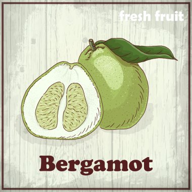 Taze meyve arka plan kroki. Vintage el çizimi Bergamot çizimi