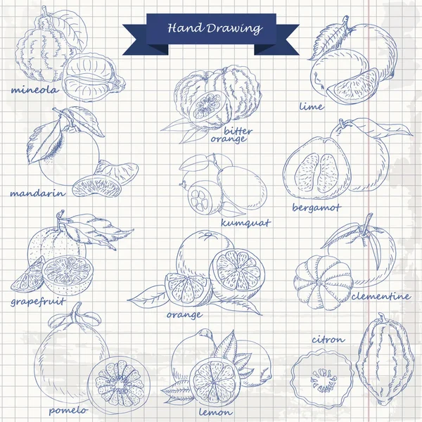 Set de citrice pe hârtie. Vector desenul manual ilustrație schiță — Vector de stoc