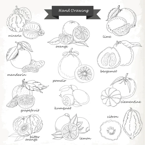 Set van citrusvruchten. Tekening schets vectorillustratie-hand — Stockvector