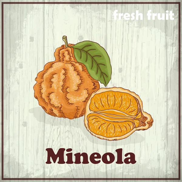 Färsk frukt skiss bakgrund. Hand Rita illustration av en mineola — Stock vektor