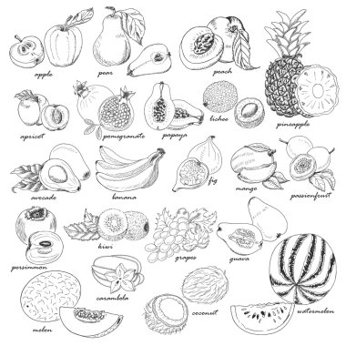 Collection of fruit in sketch style clipart