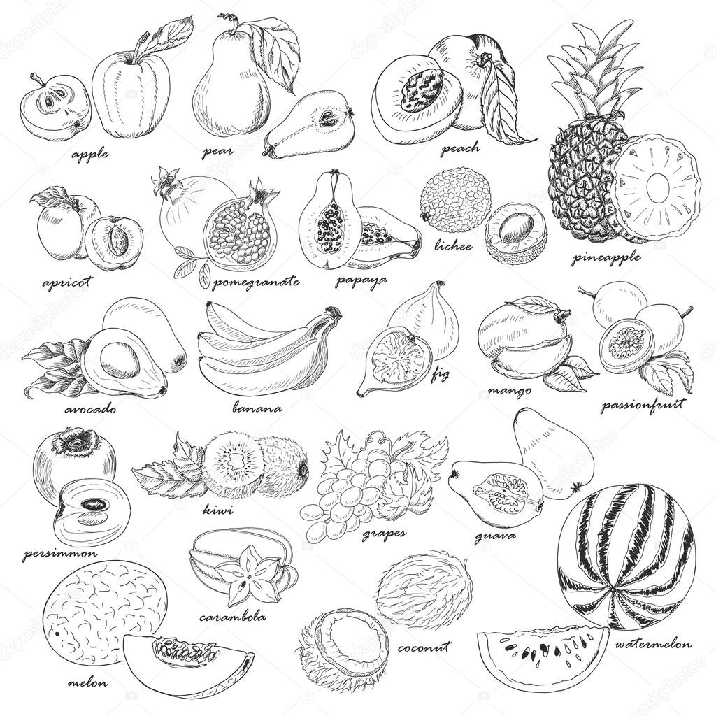 Collection of fruit in sketch style