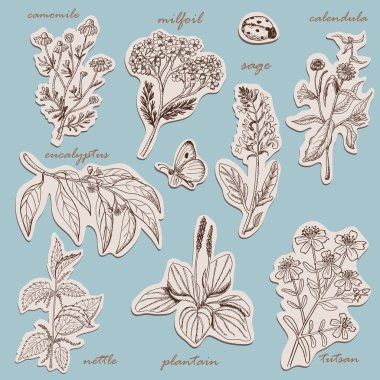 Herbs collection on tags in sketch style clipart