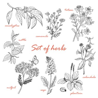 Set of isolated herbs in sketch style clipart