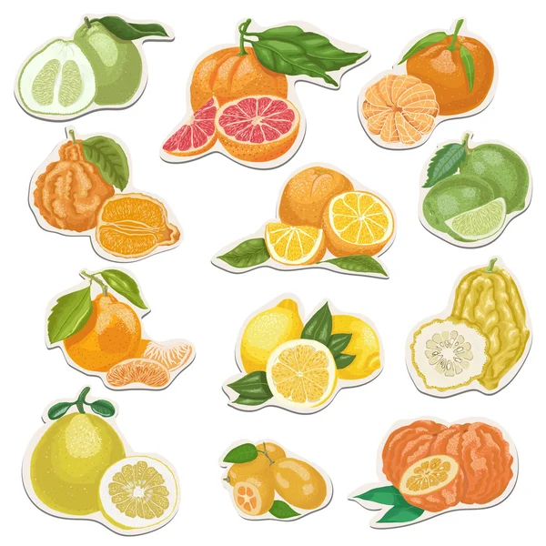 Citrus collection on tags — Stock Vector