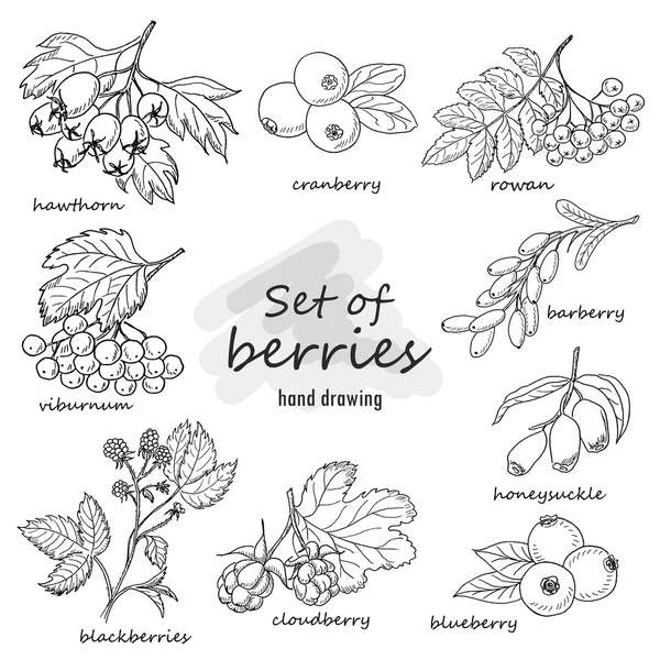 Set of forest berries — Stock Vector