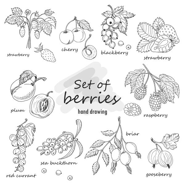 Set of garden berries — Stock Vector