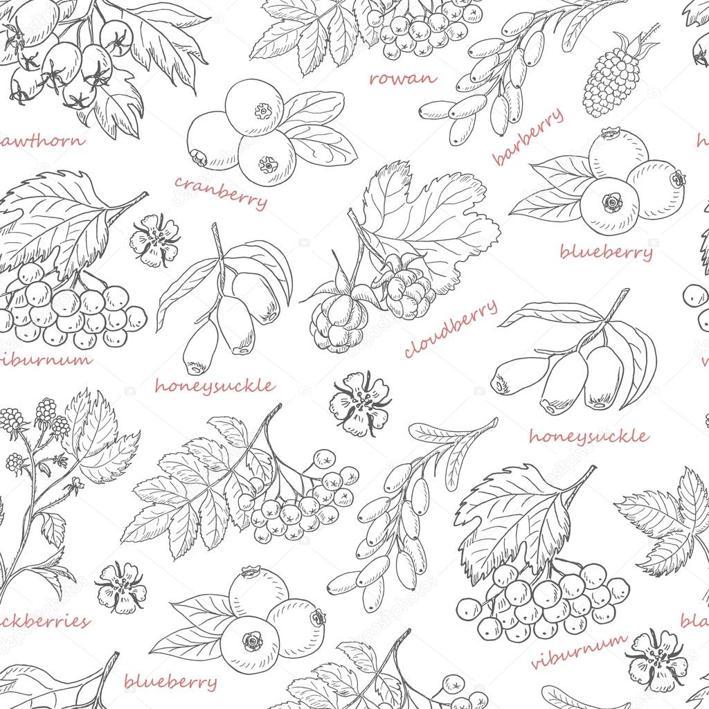 Seamless pattern with forest berries on white background