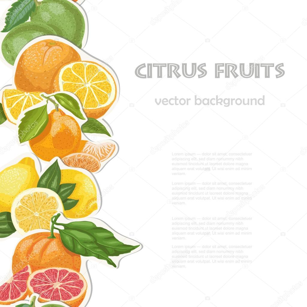 Vector background with citrus fruits on white background. Seamless vertical citrus element