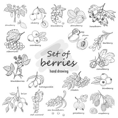 Collection of garden and wild berries in sketch style clipart