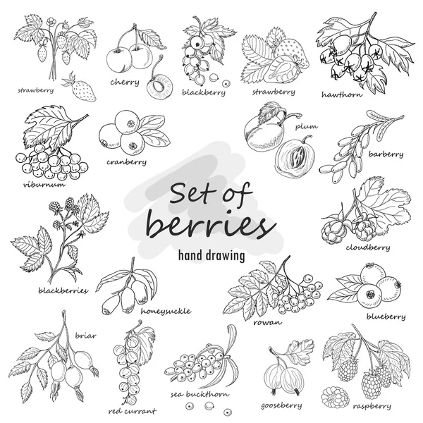 Collection of garden and wild berries in sketch style — Stock Vector