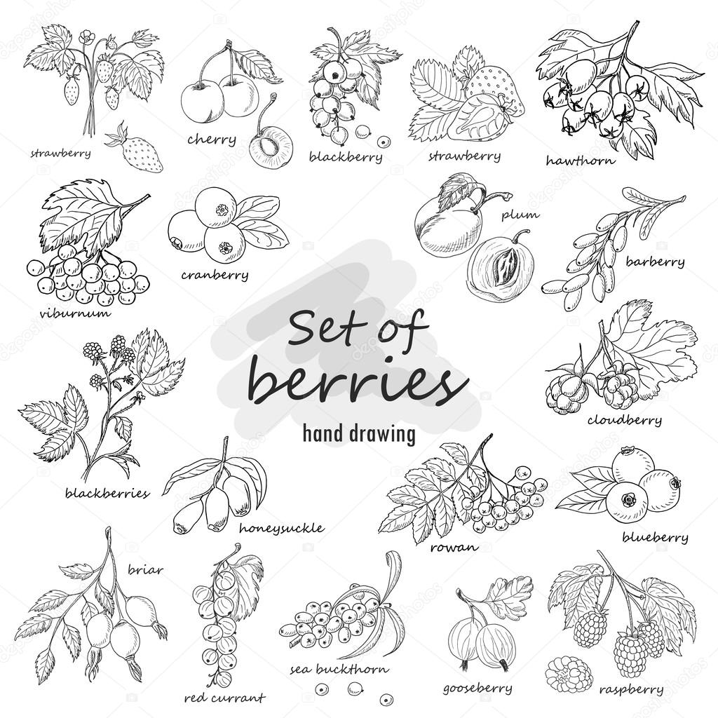 Collection of garden and wild berries in sketch style