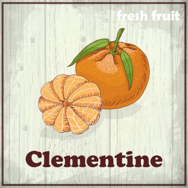 Taze meyve arka plan kroki. Clementine el çizim çizimi