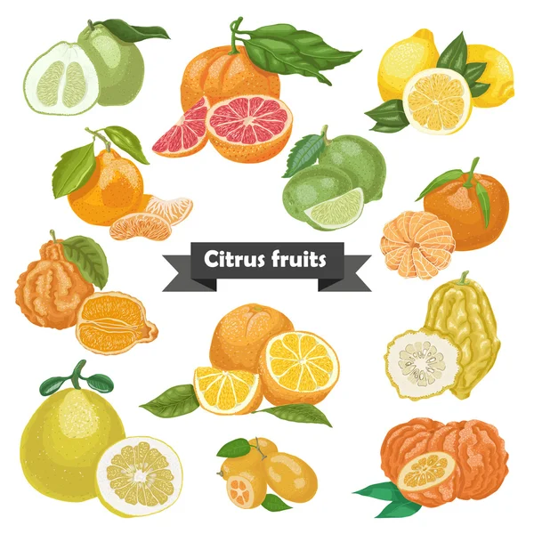 Set of isolated citrus fruits — Stock Vector