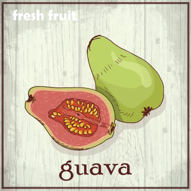 El guava çizim Illustration. Taze meyve kroki arka plan