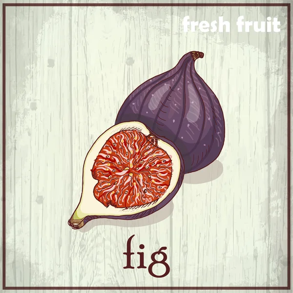 Hand tekening illustratie van fig. Vers fruit schets achtergrond — Stockvector