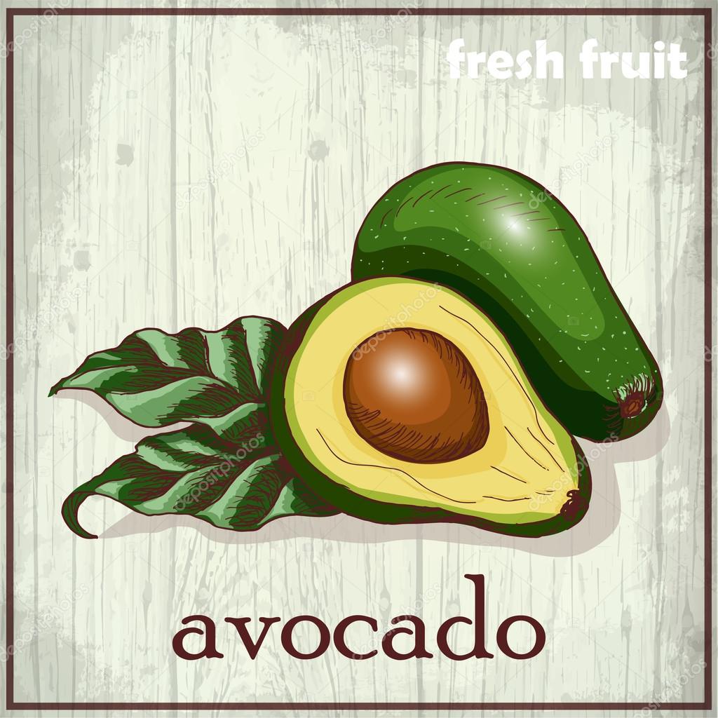 Hand drawing illustration of avocado. Fresh fruit sketch background