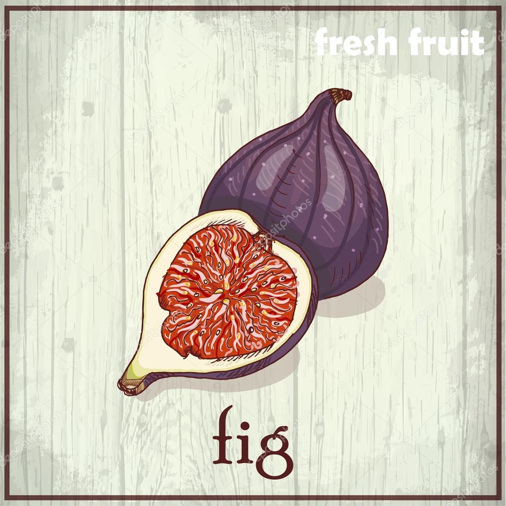 Hand drawing illustration of fig. Fresh fruit sketch background