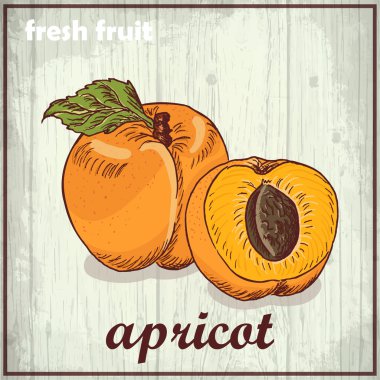 El kayısı çizim Illustration. Taze meyve kroki arka plan