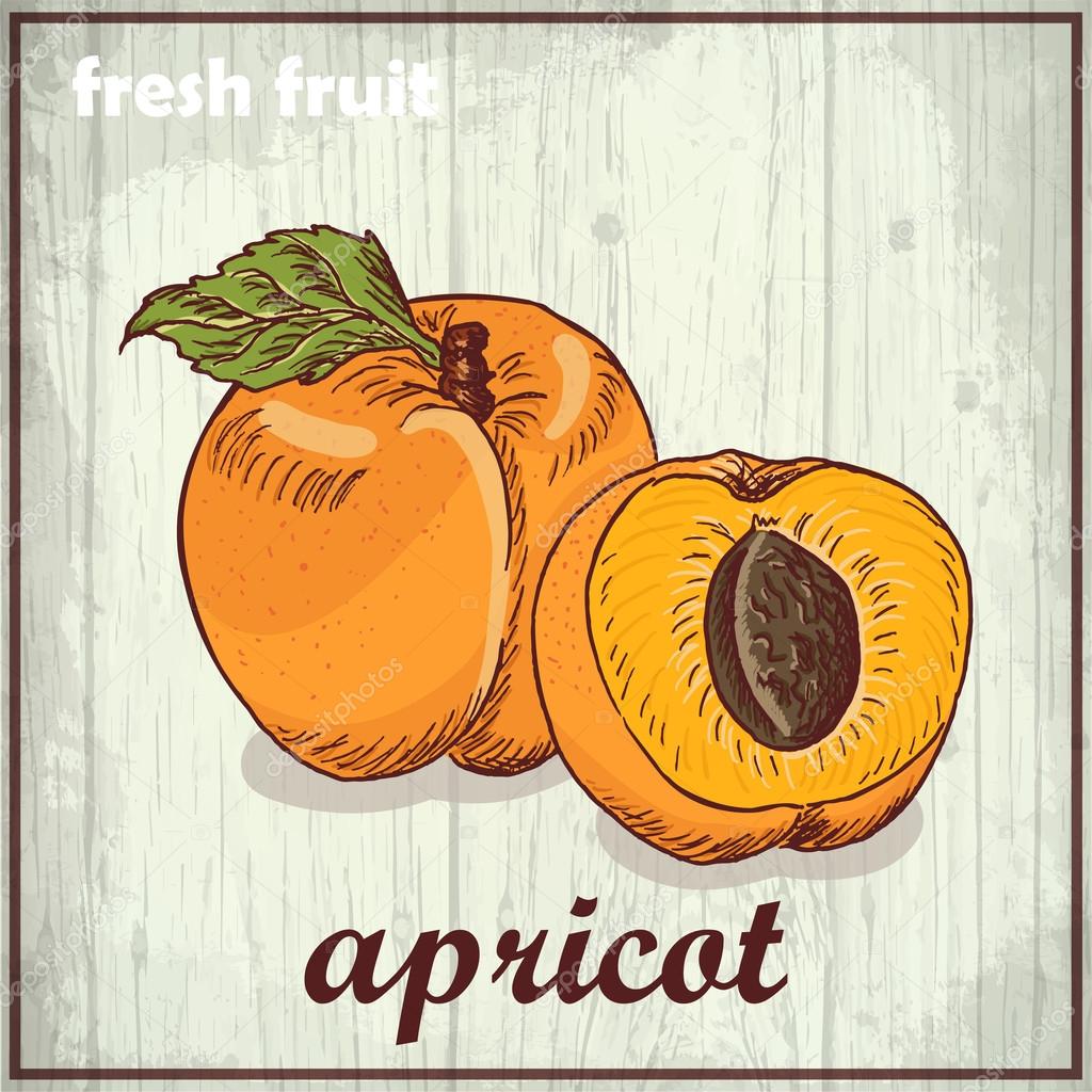 Hand drawing illustration of apricot. Fresh fruit sketch background
