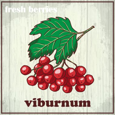 Kartopu el çizim Illustration. Taze çilek arka plan kroki