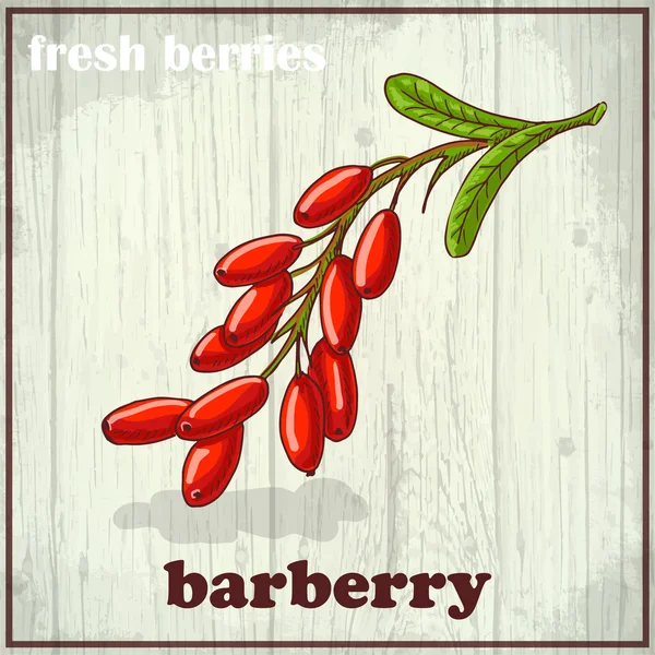 Desenho à mão ilustração de barberry. Frutas frescas esboço fundo — Vetor de Stock