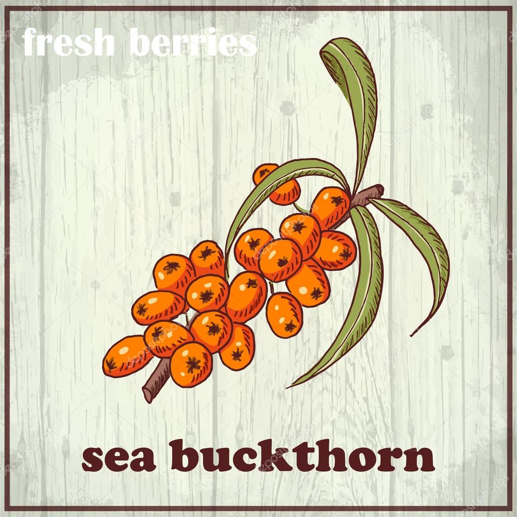 Hand drawing illustration of sea buckthorn. Fresh berries sketch background