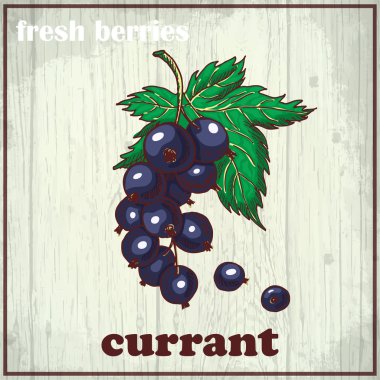 Frenk üzümü el çizim Illustration. Taze çilek arka plan kroki