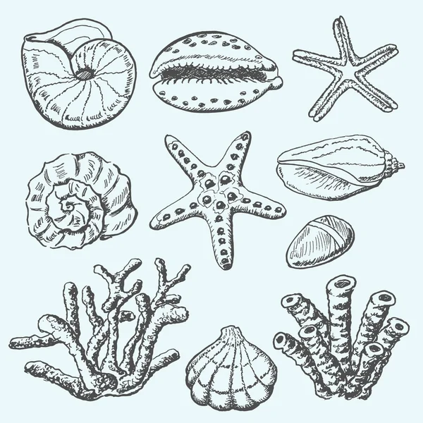 Vector collection of sea shells, coral and starfish. Hand drawing illustration — Stock Vector