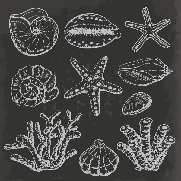 Vector collection of sea shells, coral and starfish on dark background. Hand drawing illustration — Stock Vector