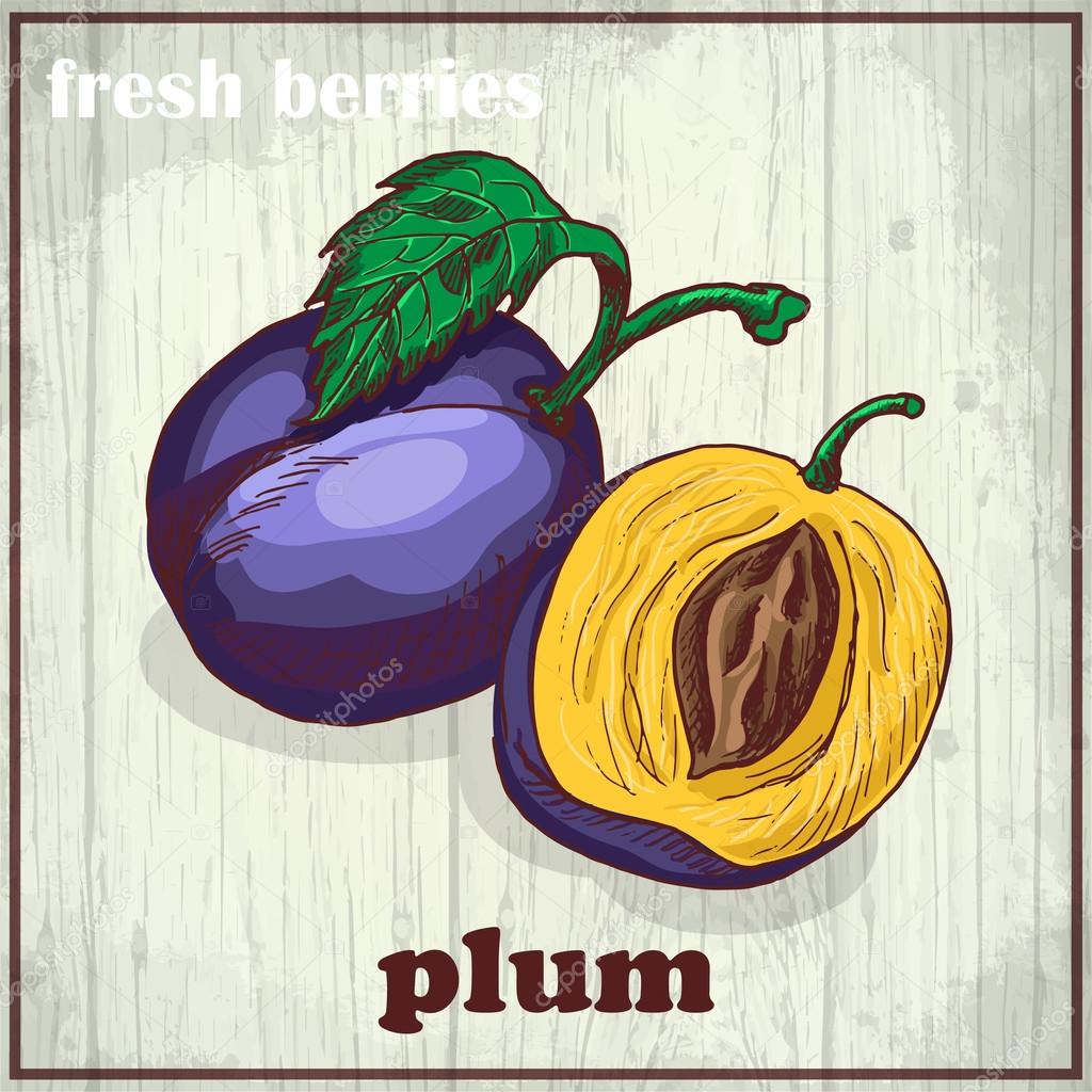 Hand drawing illustration of plum. Fresh berries sketch background