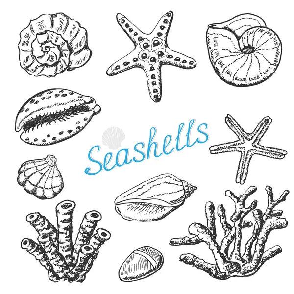 Vektör izole deniz kabukları, mercan ve deniz yıldızı topluluğu. El çizim şekil — Stok Vektör