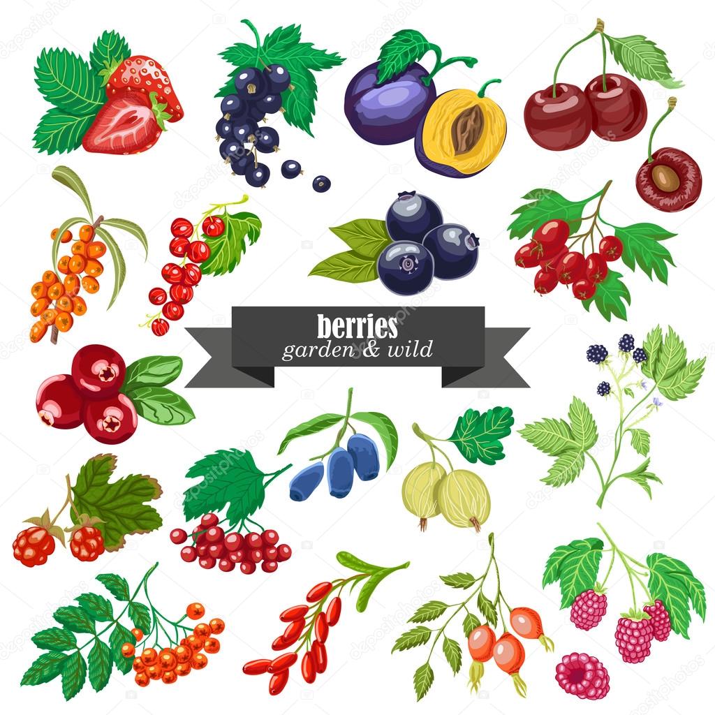 Vector collection of isolated garden and wild berries