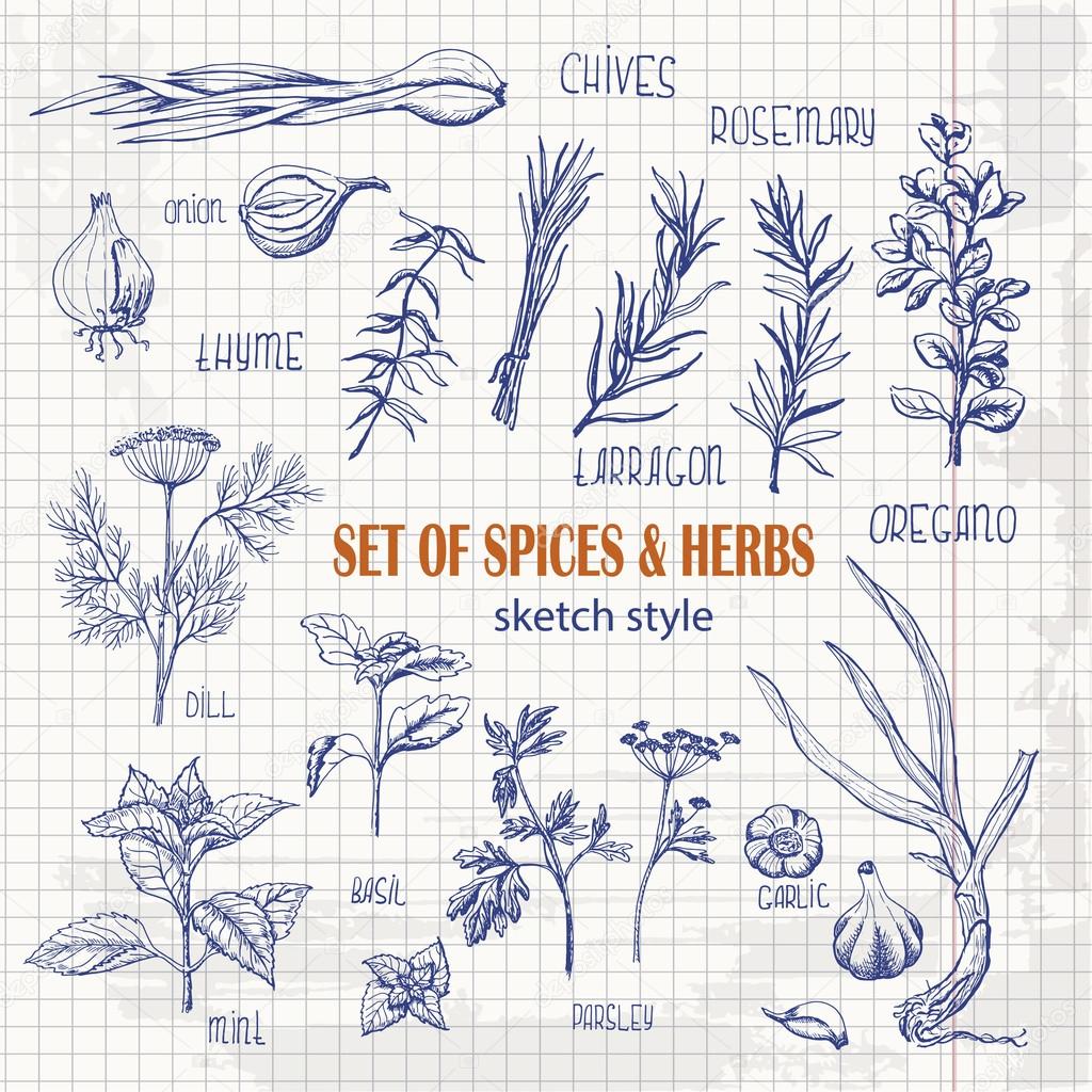 Set of Herbs and spices in sketch style on paper