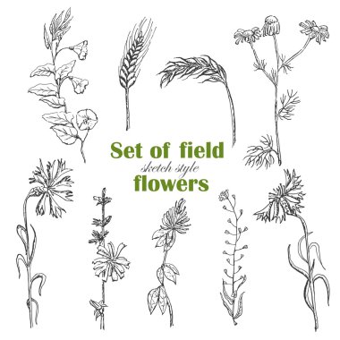 Kroki tarzı bitkilerde izole alan kümesi