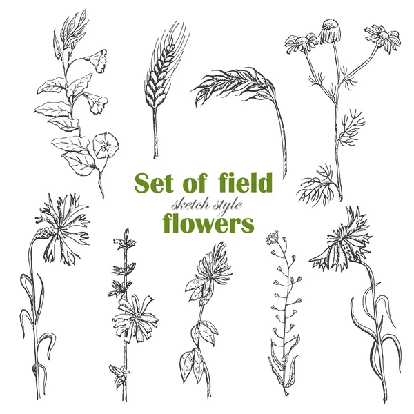 Kroki tarzı bitkilerde izole alan kümesi