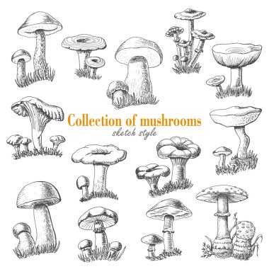 Collection of mushrooms in sketch style clipart