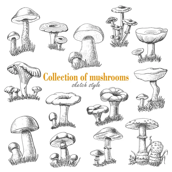 Collection of mushrooms in sketch style — Stock Vector