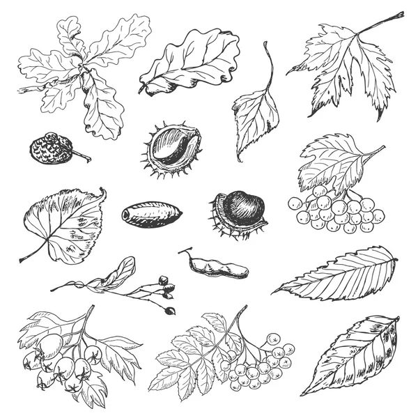 Σύνολο απομονωμένων φθινόπωρο φύλλα, σπόρους και μούρα — Διανυσματικό Αρχείο