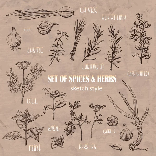Set of Herbs and spices in sketch style — Stock Illustration Set of Herbs and spices in sketch style Royalty Free Stock Illustrations